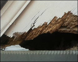 Squirrel damage in Richmond VA