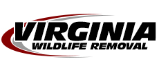 Richmond Wildlife Removal